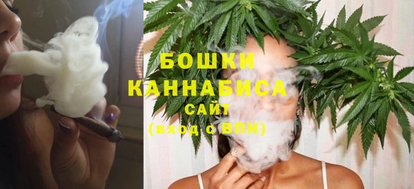 сатива Новозыбков